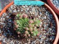 Jovibarba globifera hirta preisiana (Hornát)